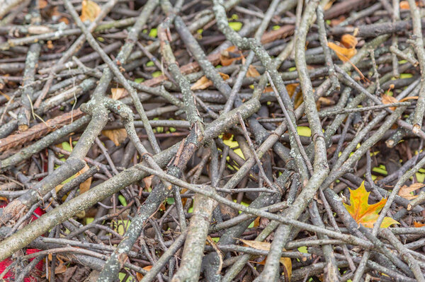 Thin dry branches of a deciduous tree are randomly piled in a heap