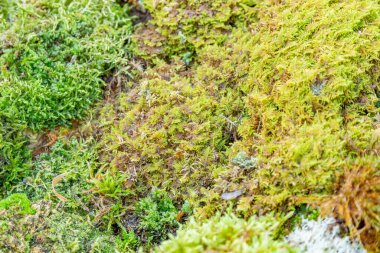 Çok renkli doğal yosunların parlak desenli yüzeyi