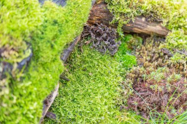 Çok renkli doğal yosunların parlak desenli yüzeyi