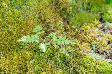 Çok renkli doğal yosunların parlak desenli yüzeyi