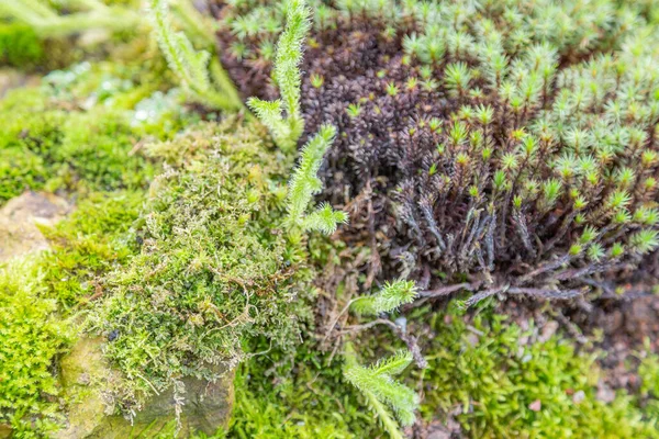 Jasně Strukturovaný Povrch Mnohobarevného Přírodního Mechu — Stock fotografie