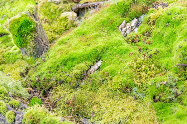 Jasně Strukturovaný Povrch Mnohobarevného Přírodního Mechu — Stock fotografie