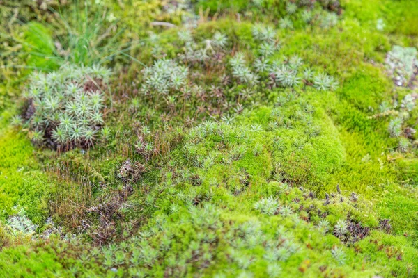 多色天然苔藓明亮的纹理表面 — 图库照片