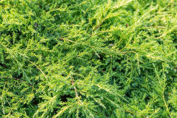 Rich Textured Leaves Evergreen Coniferous Tree — Stock Photo, Image