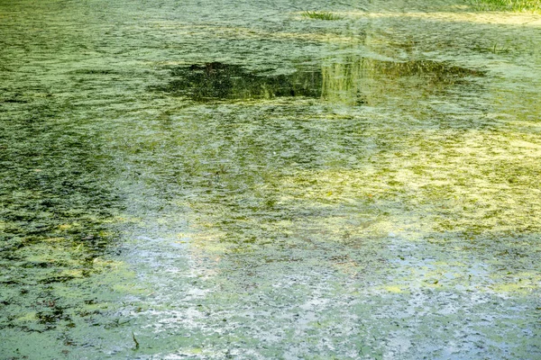 Lagoa Selvagem Abandonada Com Lama Meio Parque Cidade — Fotografia de Stock