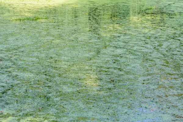 Étang Sauvage Abandonné Avec Boue Milieu Parc Ville — Photo