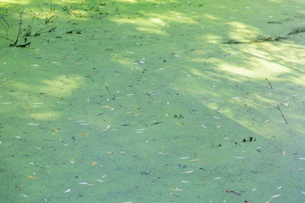 Verlaten Wilde Vijver Met Modder Midden Het Stadspark — Stockfoto