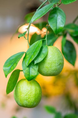 Şehir parkındaki bir ağaçtaki limonun sulu meyvesi.