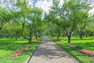 Yayaların yaz aylarında modern yeşil şehir parkında yürümeleri için bir yol.