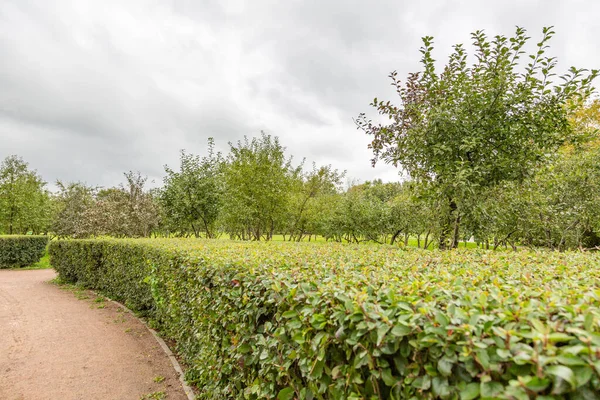 Path Pedestrians Walk Modern Green City Park Summer Daytime — Stock Photo, Image