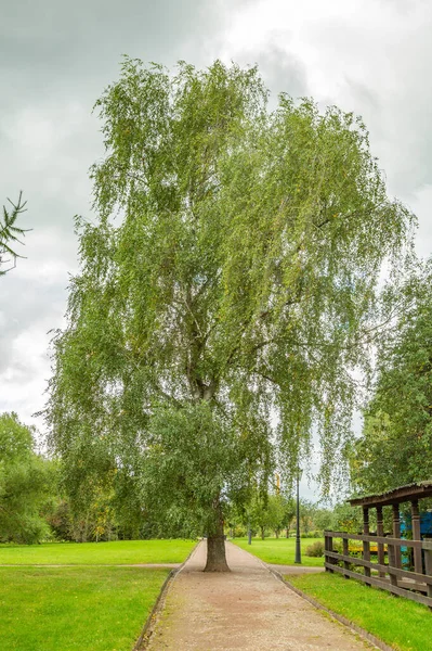 Spazierweg Für Fußgänger Einem Modernen Grünen Stadtpark Sommer — Stockfoto