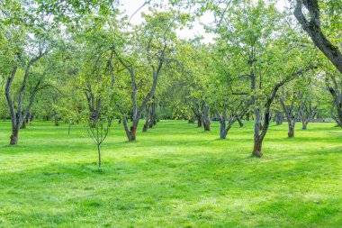 Şehir yaz parkının dinlenme bölgesinde yeşil çimenler.