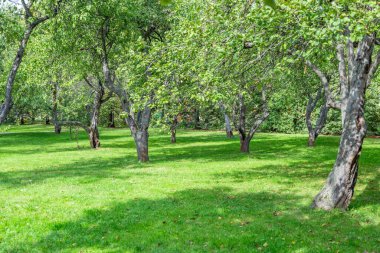 Şehir yaz parkının dinlenme bölgesinde yeşil çimenler.