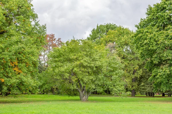 Grünes Gras Erholungsgebiet Des Städtischen Sommerparks — Stockfoto