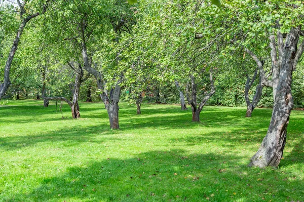 Grünes Gras Erholungsgebiet Des Städtischen Sommerparks — Stockfoto