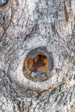 Devamlı yaprak döken ağacın kabuğunun dokulu yüzeyi.