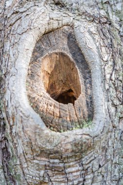 Devamlı yaprak döken ağacın kabuğunun dokulu yüzeyi.