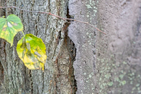 Текстурована Поверхня Кори Старого Багаторічного Листяного Дерева — стокове фото