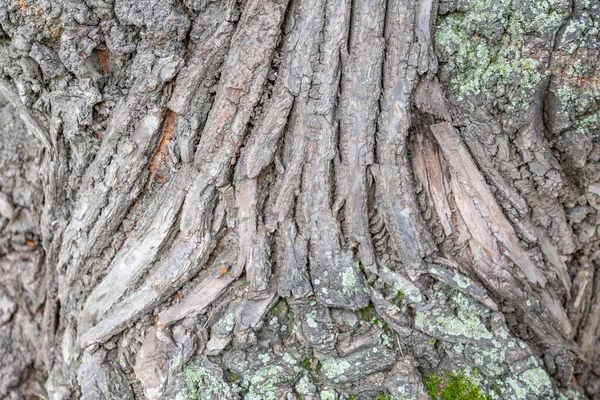 Het Gestructureerde Oppervlak Van Schors Van Oude Meerjarige Loofboom — Stockfoto