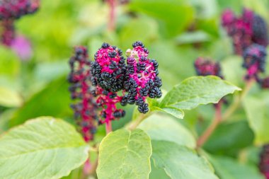 Parlak sonbahar çiçeği botanik bahçesinde çiçek açtı.