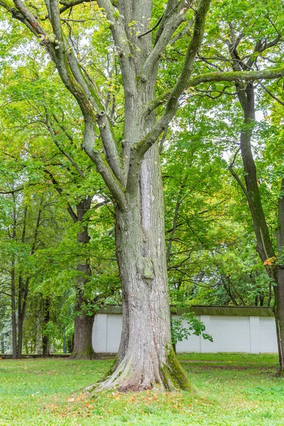 Bicentennial Deciduous Tree City Park Day — Stock Photo, Image