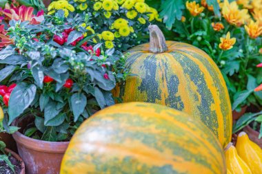 Cadılar Bayramı 'nın sembolü olarak çiftliğin arka bahçesinde sonbahar balkabağı