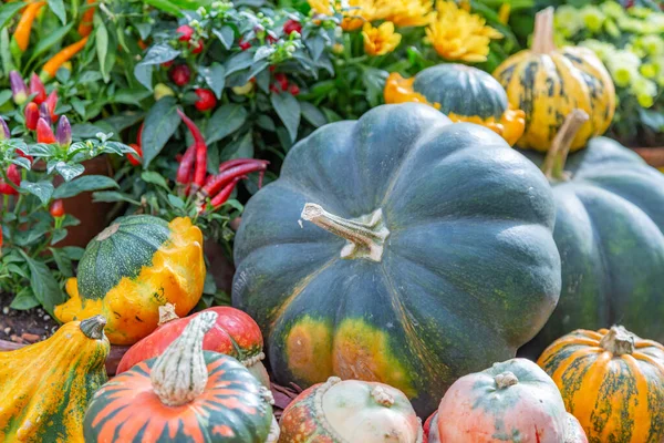 Autumn pumpkin as a symbol of Halloween in the backyard of the farm