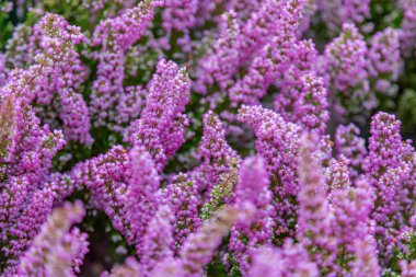 Parlak sonbahar çiçeği botanik bahçesinde çiçek açtı.