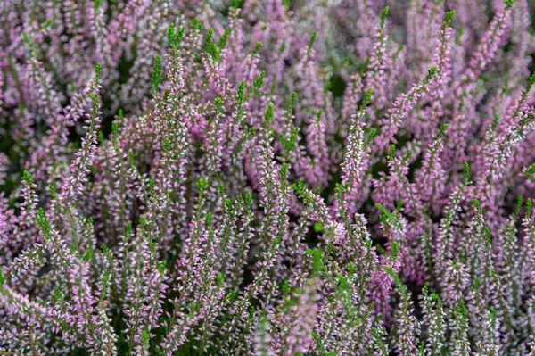 Jasny Jesienny Kwiat Kwitnął Ogrodzie Botanicznym — Zdjęcie stockowe