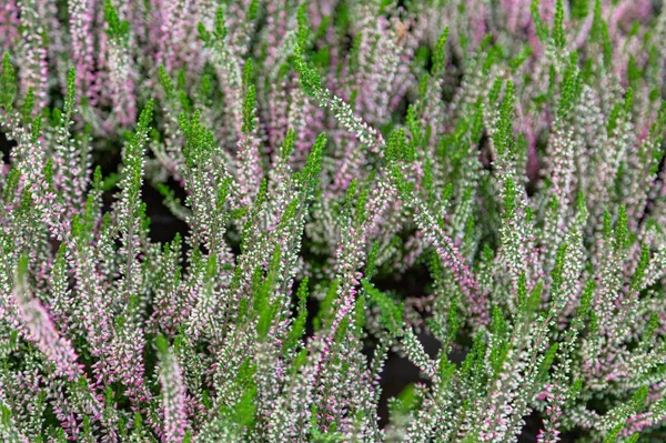 Jasná Podzimní Květina Kvetla Botanické Zahradě — Stock fotografie