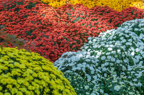 Helle Herbstblume Blühte Einem Botanischen Garten — Stockfoto