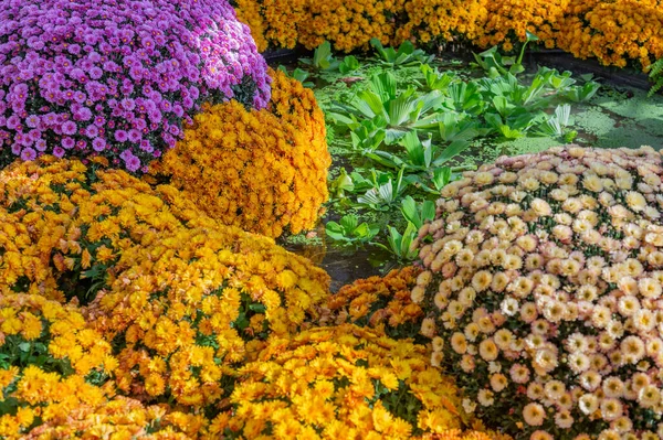 Ljusa Höstblommor Blommade Botanisk Trädgård — Stockfoto