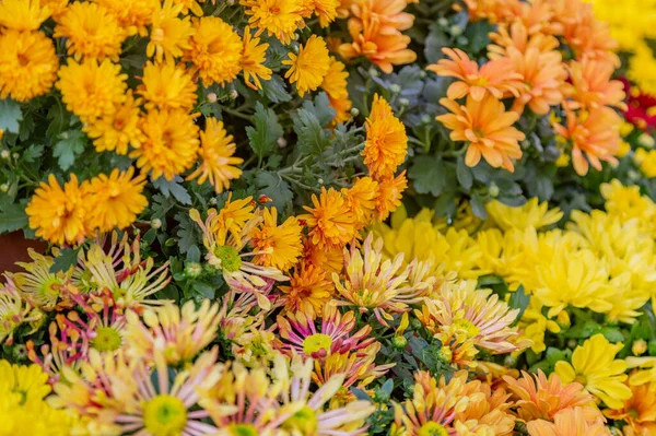 식물원에서 가을꽃 — 스톡 사진