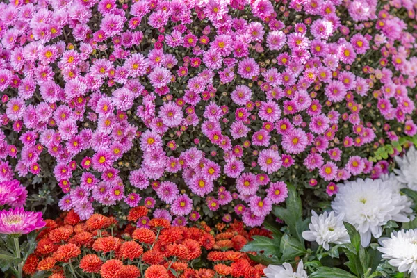 Ljusa Höstblommor Blommade Botanisk Trädgård — Stockfoto