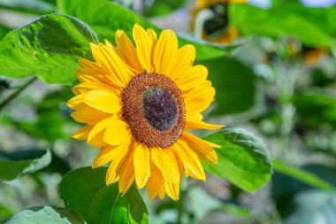 Parlak bir yaz gününde, sarı büyük ayçiçeği