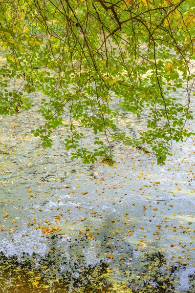 Цветущие Ветви Деревьев Яркой Листвой Золотой Осенний Сезон — стоковое фото