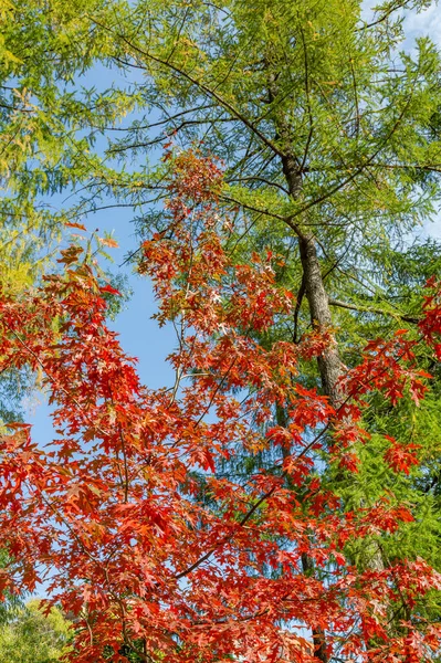 黄金の秋の季節に明るい葉を持つカラフルな木の枝 — ストック写真