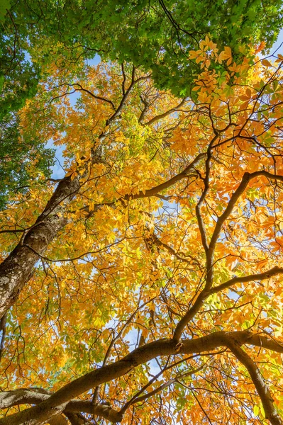 Bunte Äste Mit Hellem Laub Goldenen Herbst — Stockfoto