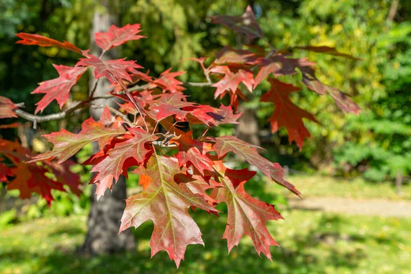 Autumn red color of the deciduous maple tree of the family Acereae
