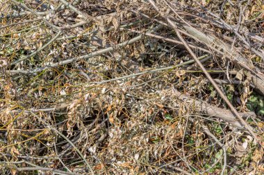 Ateşleme ve ısıtma için kuru bir odun ve saman arka bahçede yatıyor.