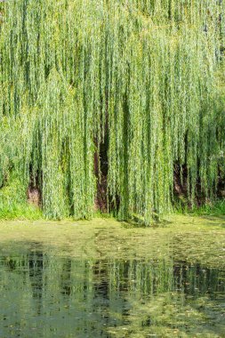 Terk edilmiş bir göletin yanında, bir yaz günü, daimi yaprak döken söğüt ağacı.