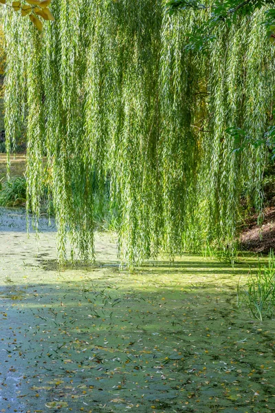 Perennial Deciduous Weeping Willow Abandoned Pond Summer Day — Stock Photo, Image