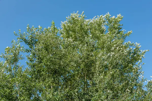 Árbol Caducifolio Verde Cielo Azul Sin Nubes Verano — Foto de Stock