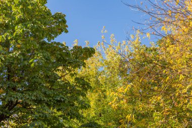 Altın sonbahar mevsiminde parlak yapraklı renkli ağaç dalları