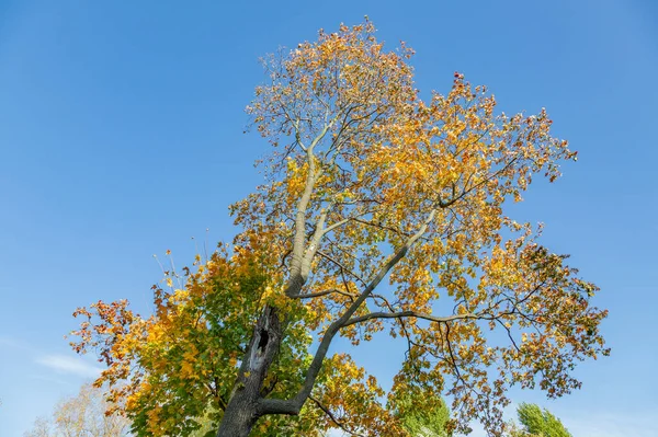 Coloridas Ramas Árboles Con Follaje Brillante Estación Dorada Del Otoño —  Fotos de Stock