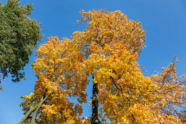 Branches Arbres Colorées Avec Feuillage Lumineux Automne Doré Saison — Photo