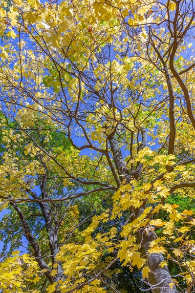 Colorful Tree Branches Bright Foliage Golden Autumn Season — Stock Photo, Image
