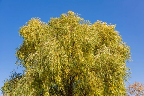 Coloridas Ramas Árboles Con Follaje Brillante Estación Dorada Del Otoño — Foto de Stock