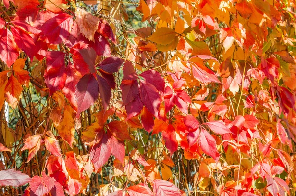 Colorful Tree Branches Bright Foliage Golden Autumn Season — Stock Photo, Image