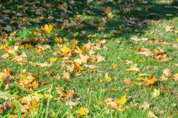 Helle Abgefallene Blätter Von Goldener Farbe Auf Dem Herbstboden — Stockfoto